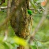 Lobos cernohrdly - Calyptomena whiteheadi - Whiteheads Broadbill o4132